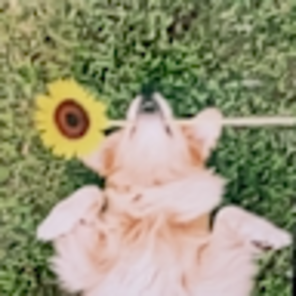 smccreesh